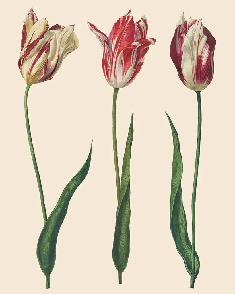 Dutch Tulips - Annie Sloan RHS Decoupage Paper