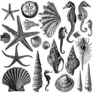 Seashore – 12 x 12 IOD Decor Stamp™